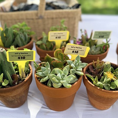medium succulent mix (terracotta)