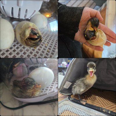 Duckling Hatching Eggs, 6 Pack