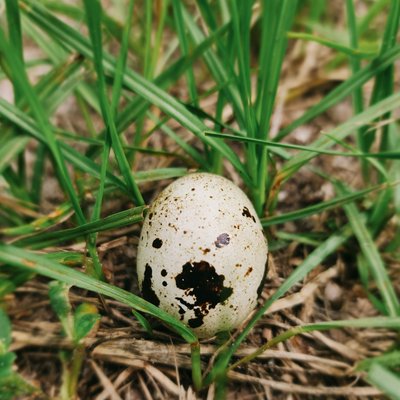12 ct Coturnix Quail Hatching Eggs 