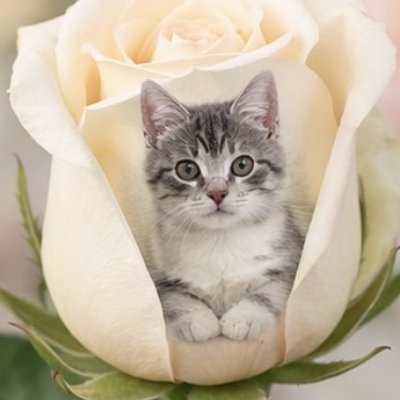 Printable Picture On Roses