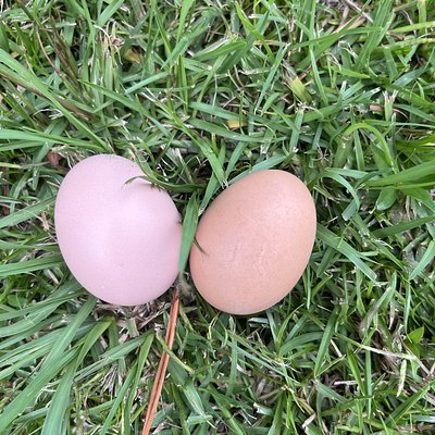 Farm Fresh Eggs