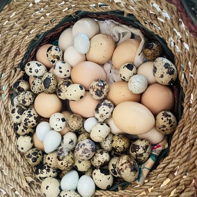 One Dozen Large Chicken Eggs