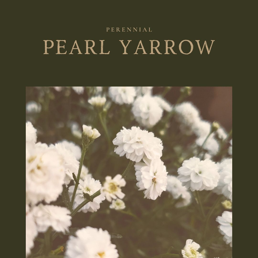 Yarrow Pearl
