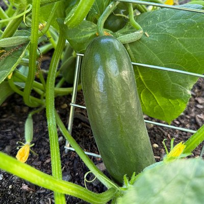 Muncher Cucumbers (6)