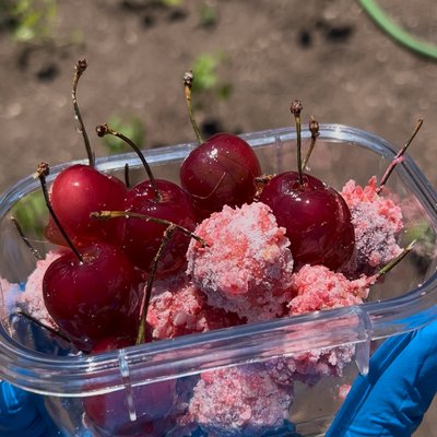 Candied Cherries