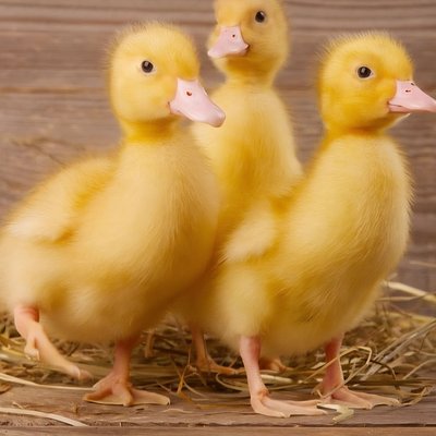 Pekin Ducklings 