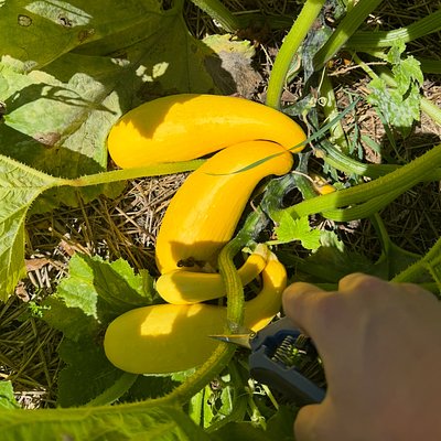 Summer Squash