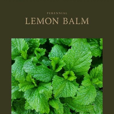 Lemon Balm