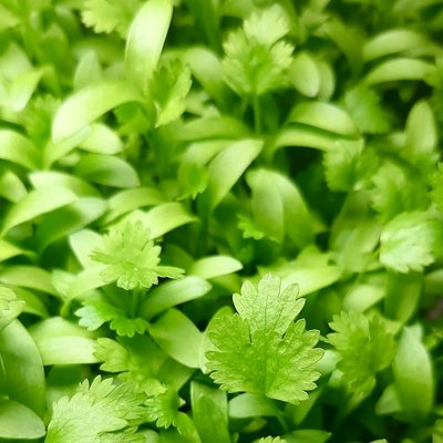 Cilantro