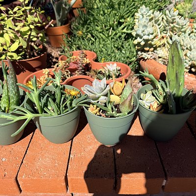 medium succulent mix 
