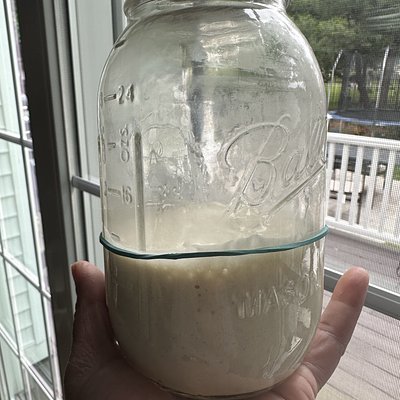 Sourdough Starter 