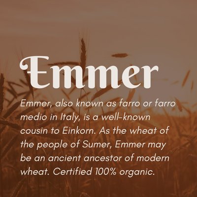 Organic Emmer Berries (50 lb) - LOW STOCK