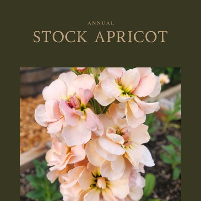 Stock Apricot