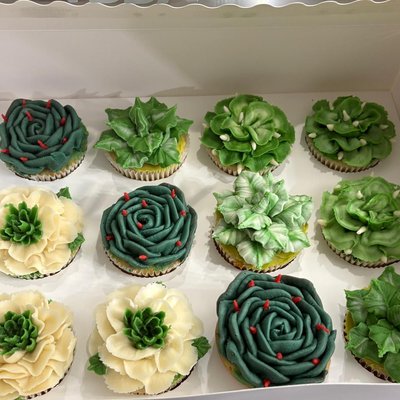 Succulents Box Of 12 