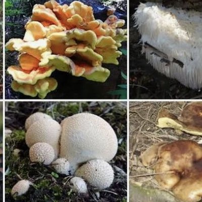 Fresh Foraged Mushrooms (Seasonal)