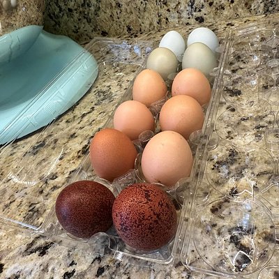 Farm Fresh Eggs
