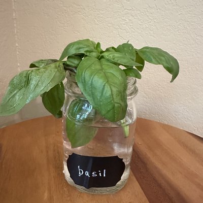 🌱Basil- Fresh Herbs