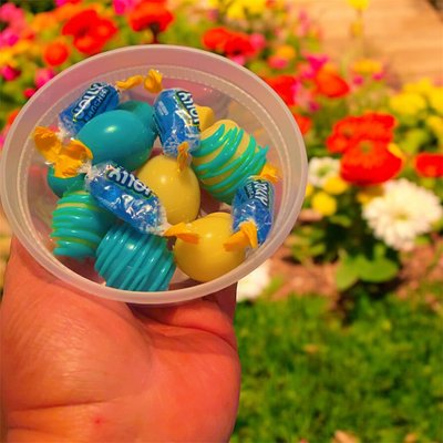 Blueberry Cheesecake 