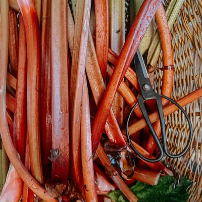 Rhubarb Bundle
