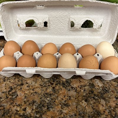 Farm Fresh Eggs! 
