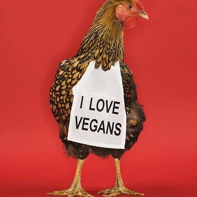 Vegan C Cup 