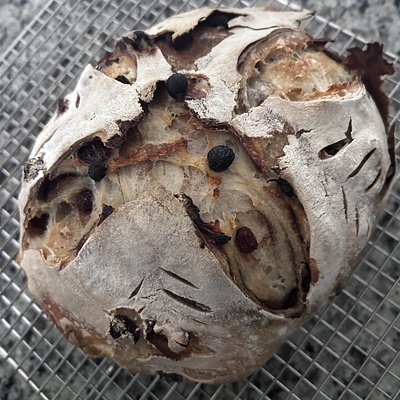 Cinnamon Raisin Sourdough Loaf