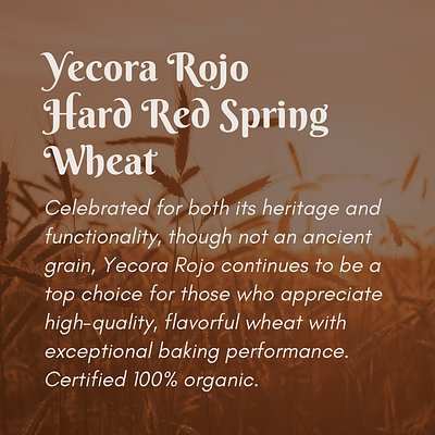 Organic Hard Red Wheat Berries (50 lb)