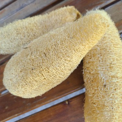 Home Grown Organic Loofah