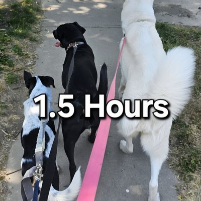 Paw Walking! 1.5 hr (Energy Reducing Walks For Your Fur Baby)