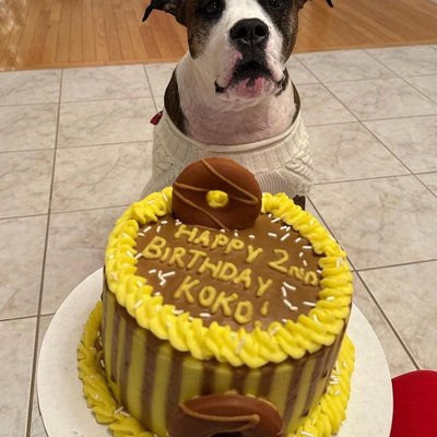 Dog Friendly Cake 🐶🎂