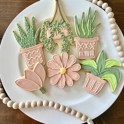 Variety Plants - Dozen