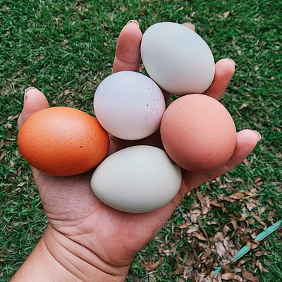 A Dozen Of Fresh Chicken Eggs