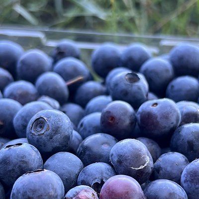Fresh Tennessee Picked Blueberries