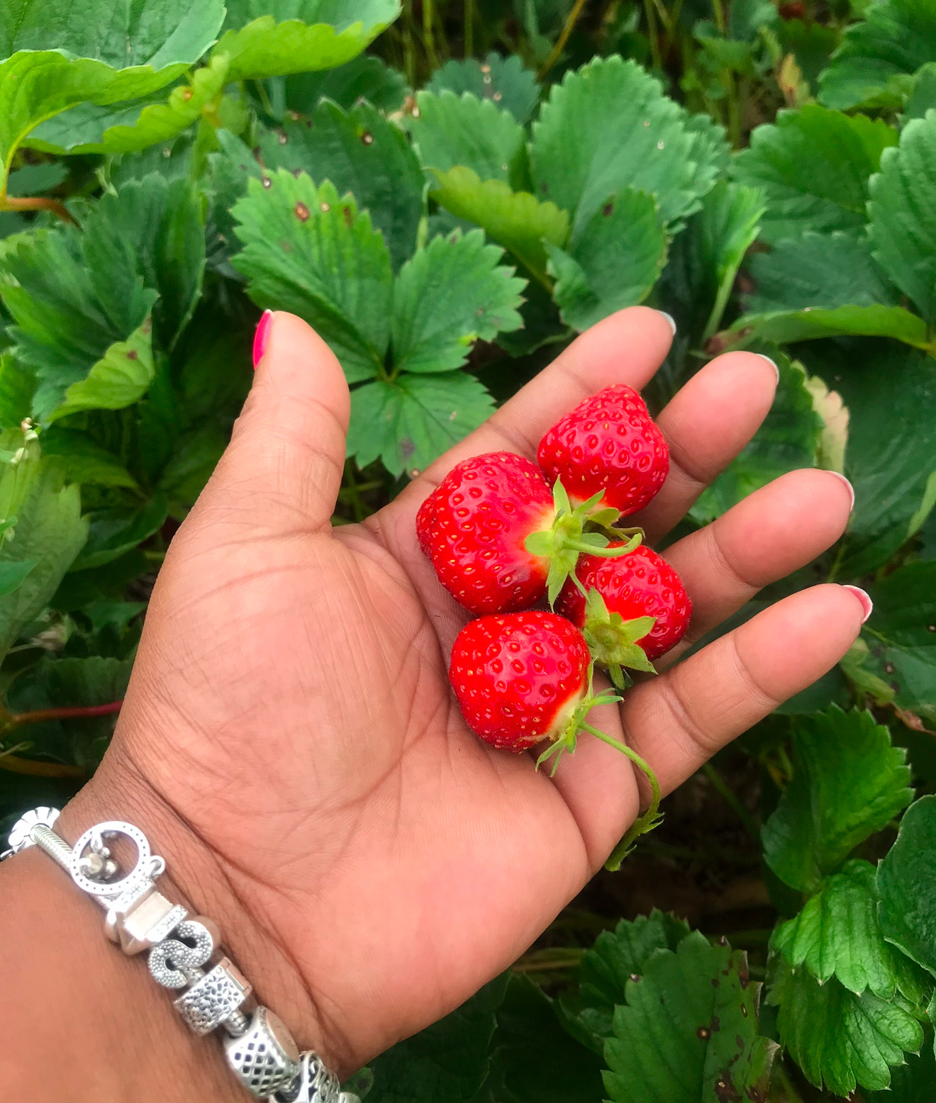 Fresh Cut Strawberries For Cake Filling