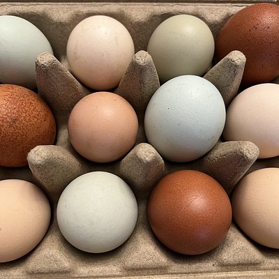 Organic Chicken Eggs 🥚 Dozen
