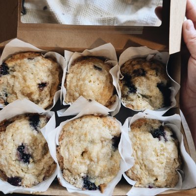 6 Pack Blueberry Muffin