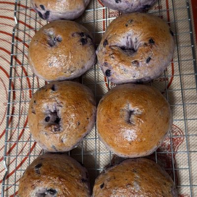 Sourdough Blueberry Bagels- 8 Pack