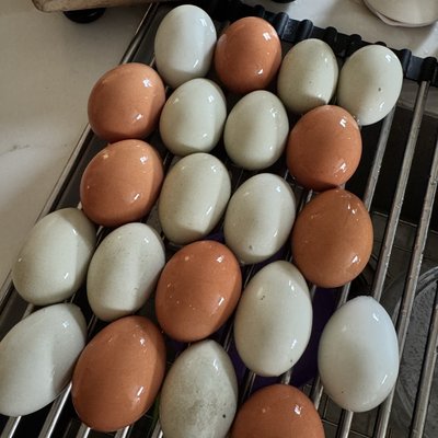 Organic Farm Fresh Eggs