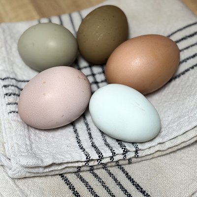 1 Dozen Chicken Eggs