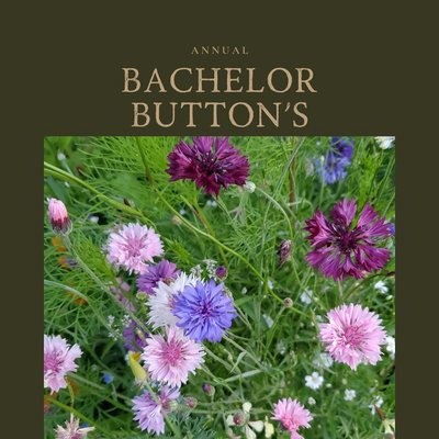 Bachelor's Button 