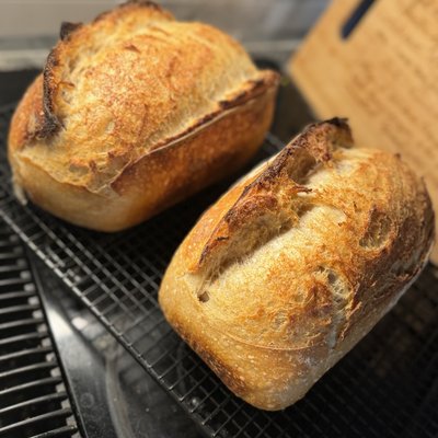 Sourdough Loaves (Plain)