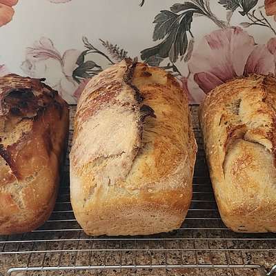 Plain Sourdough Bread