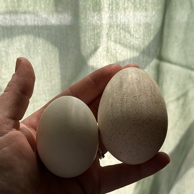 Unwashed Turkey Eggs 6ct