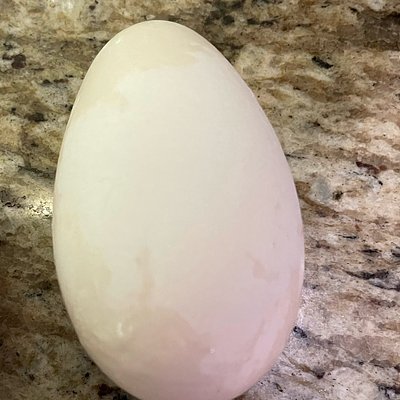 Pastured Raised Geese Eggs