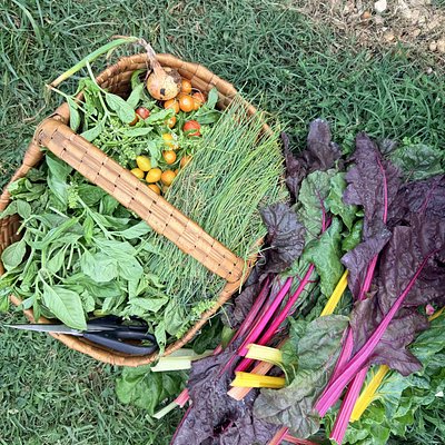 Swiss Chard 