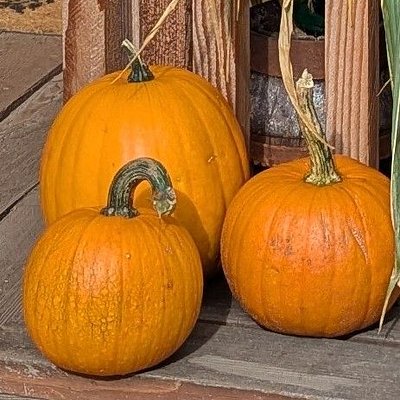 Sugar Baby Pumpkin 