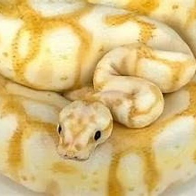 Ball Python 