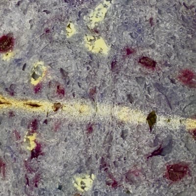 Blueberry White Chocolate Sourdough 