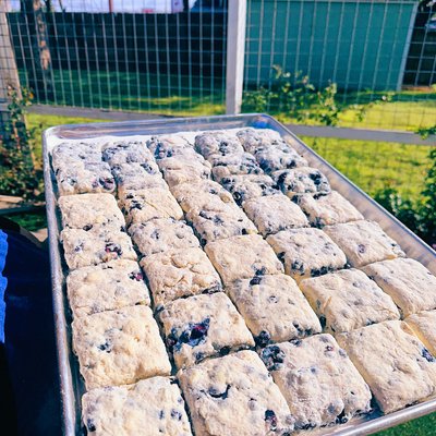Blueberry Buttermilk Biscuits