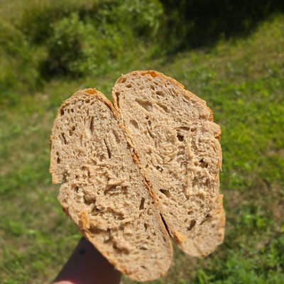 Whole Wheat Sourdough Loaf